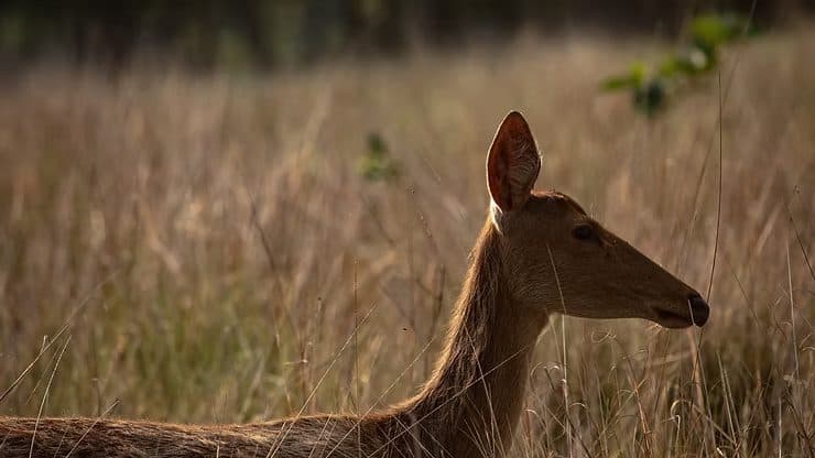 Beyond the Brochure: What "Specialized" Truly Means for Your Indian Wildlife Adventure