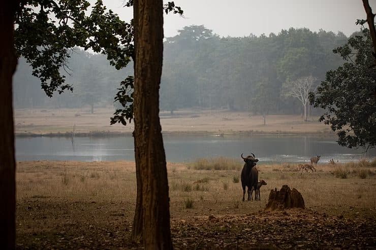 Gaur, Kanha National Park