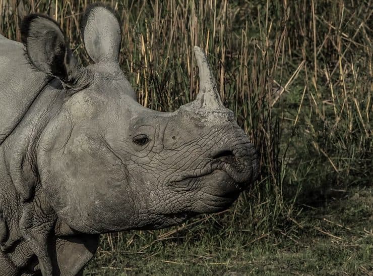 Beyond Tigers: Exploring India's Incredible Biodiversity on a Tailored Tour