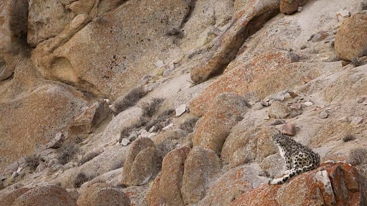 Snow Leopard, Ulley, Ladakh