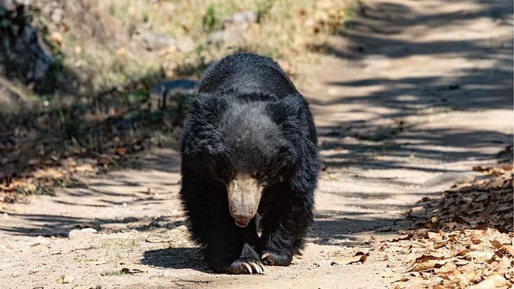 Sloth Bear, Satpura