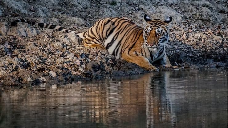 More Than Just Sightings: The Conservation Impact of Your Specialized Tour