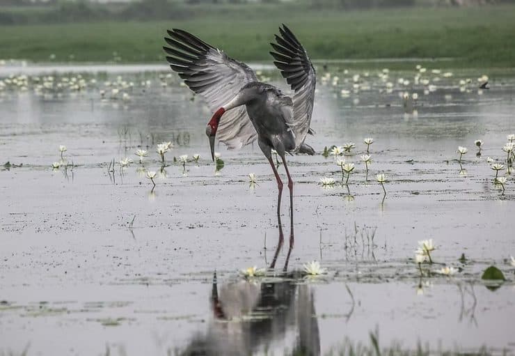 Sarus Crane, Dhanouri Wetlands