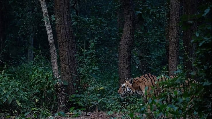 The Art of the Perfect Itinerary: How We Craft Your Dream Wildlife Journey in India