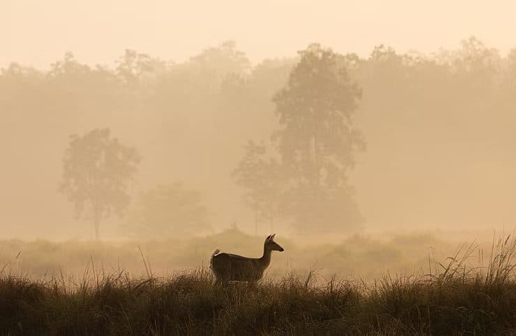 A Photographer's Dream: Crafting Specialized Wildlife Photo Tours in India