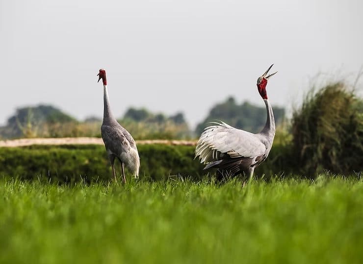 Sarus Crane, Dhanouri Wetlands