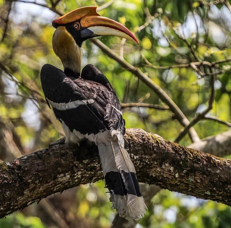 Great Hornbill, Kaziranga