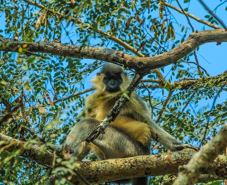 Capped Langur, Kaziranga