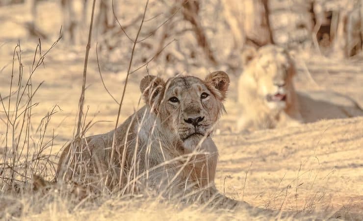 Untamed India: Uncovering Hidden Gems on Our Specialized Wildlife Expeditions