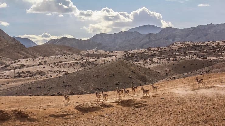 Thar Desert, Rajasthan