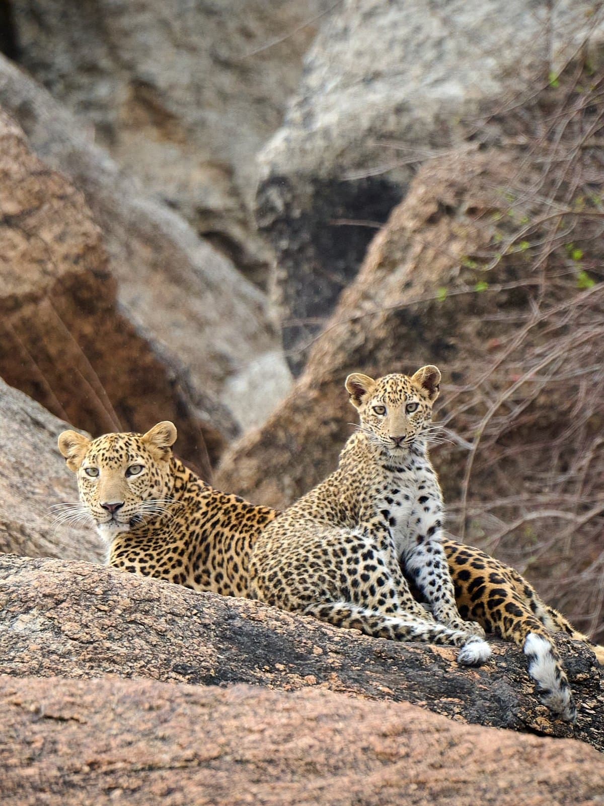 Leopards & Shepherds — Bera 2027