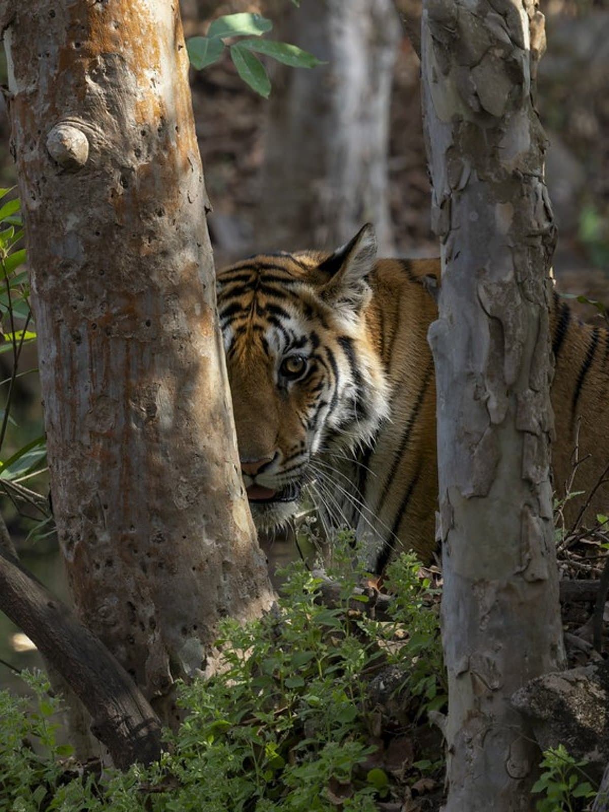 Tigers & Snow Leopards