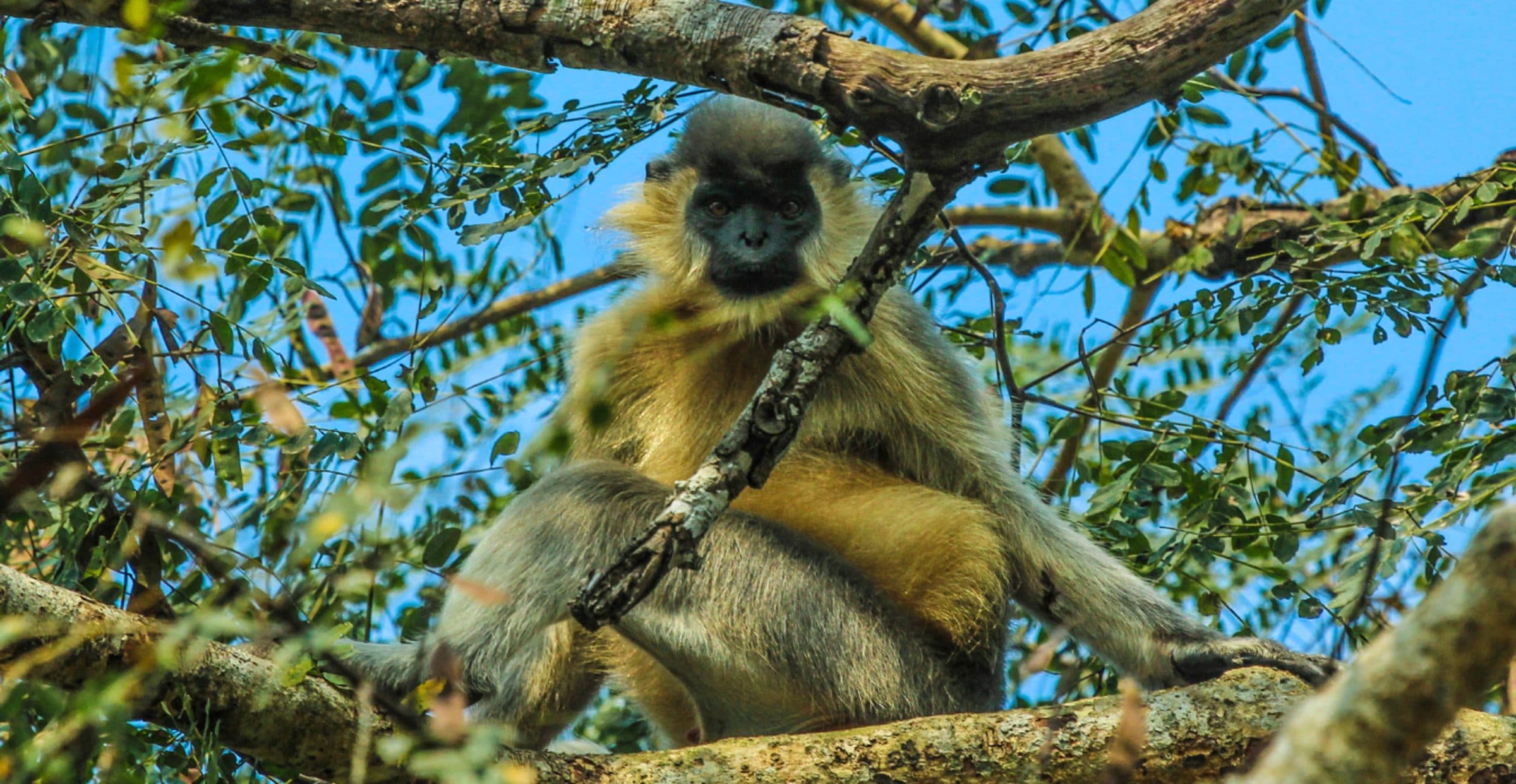 A Photographer's Dream: Crafting Specialized Wildlife Photo Tours in India