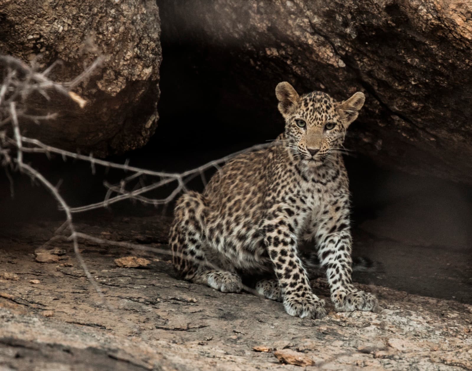 Young leopard at the mouth of a boulder cave, pausing in the light