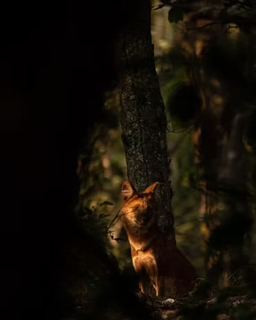 Open grassland at last light — country of the Indian wolf