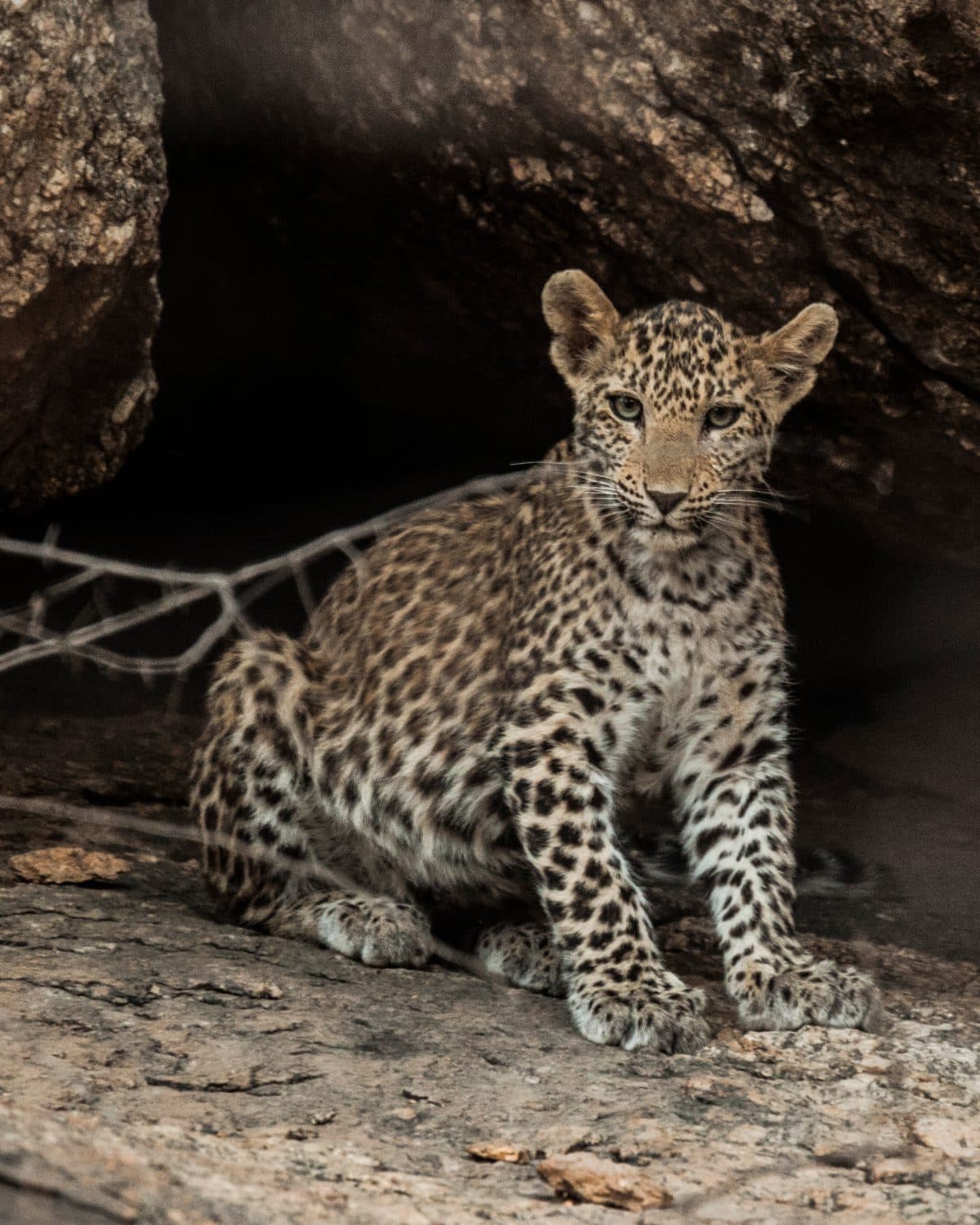Leopard resting on a tree branch in dappled light