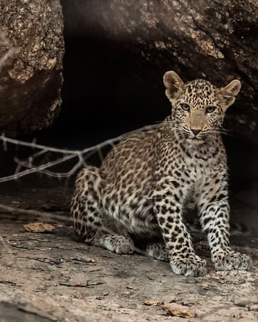 Leopard resting on a tree branch in dappled light