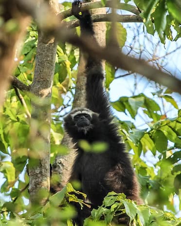 Mist rising through shola forest in the Western Ghats
