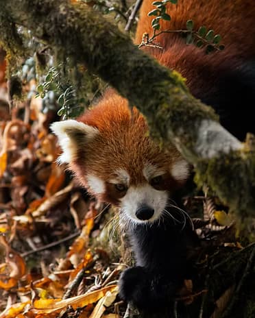 Rhododendron and bamboo forest of the Eastern Himalaya