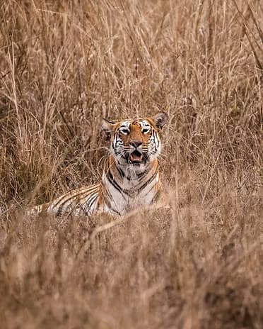 Bengal tiger walking through tall grass at golden hour