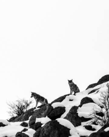 Wolf standing on a rocky ridge