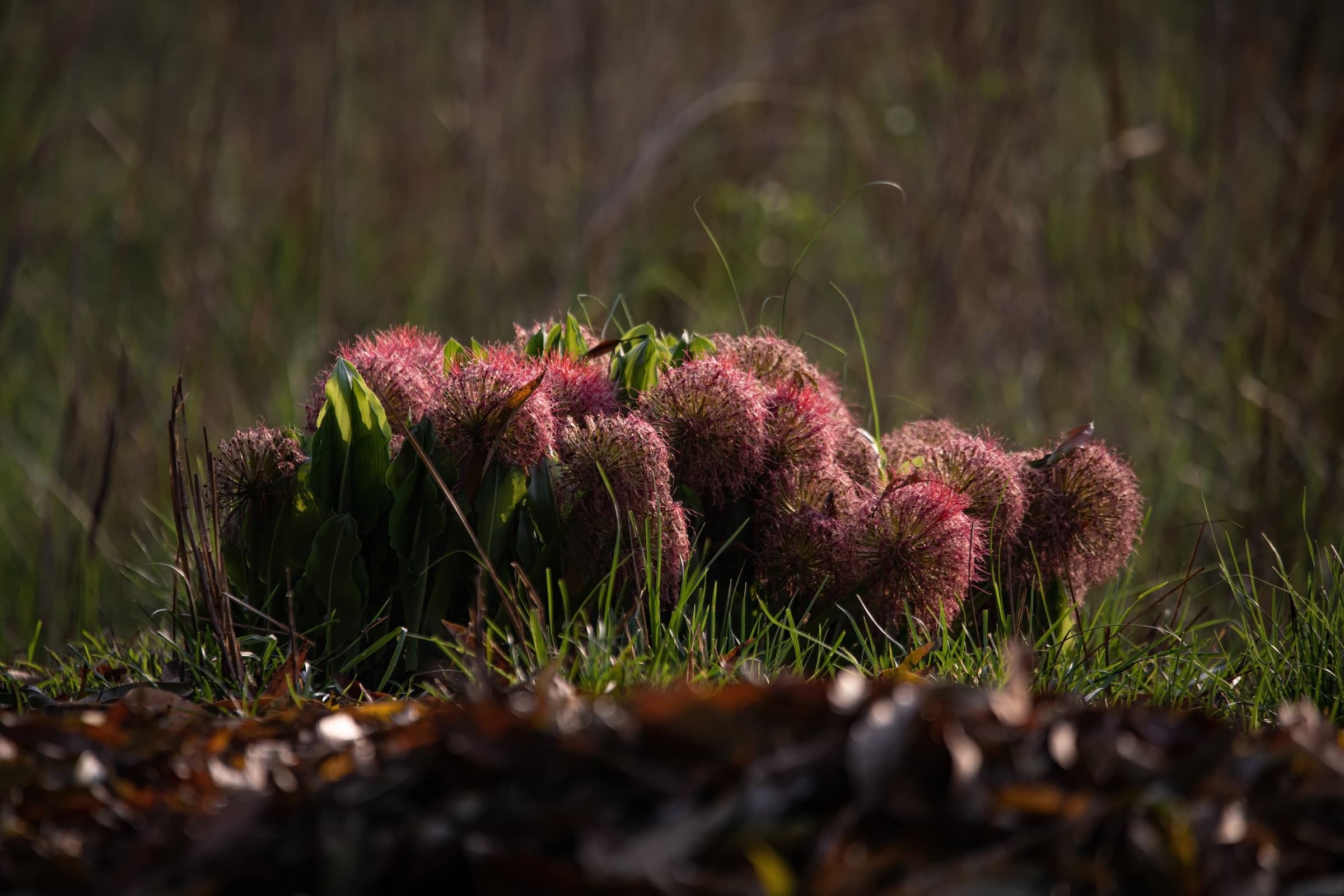 Photographer framing a shot at the edge of a misty forest