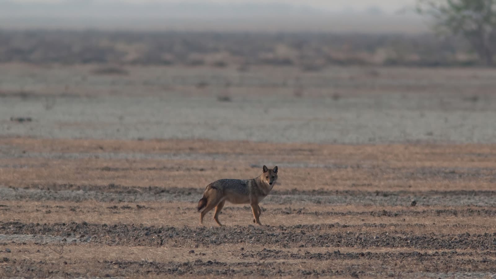 Elephants walking across the savannah at sunrise