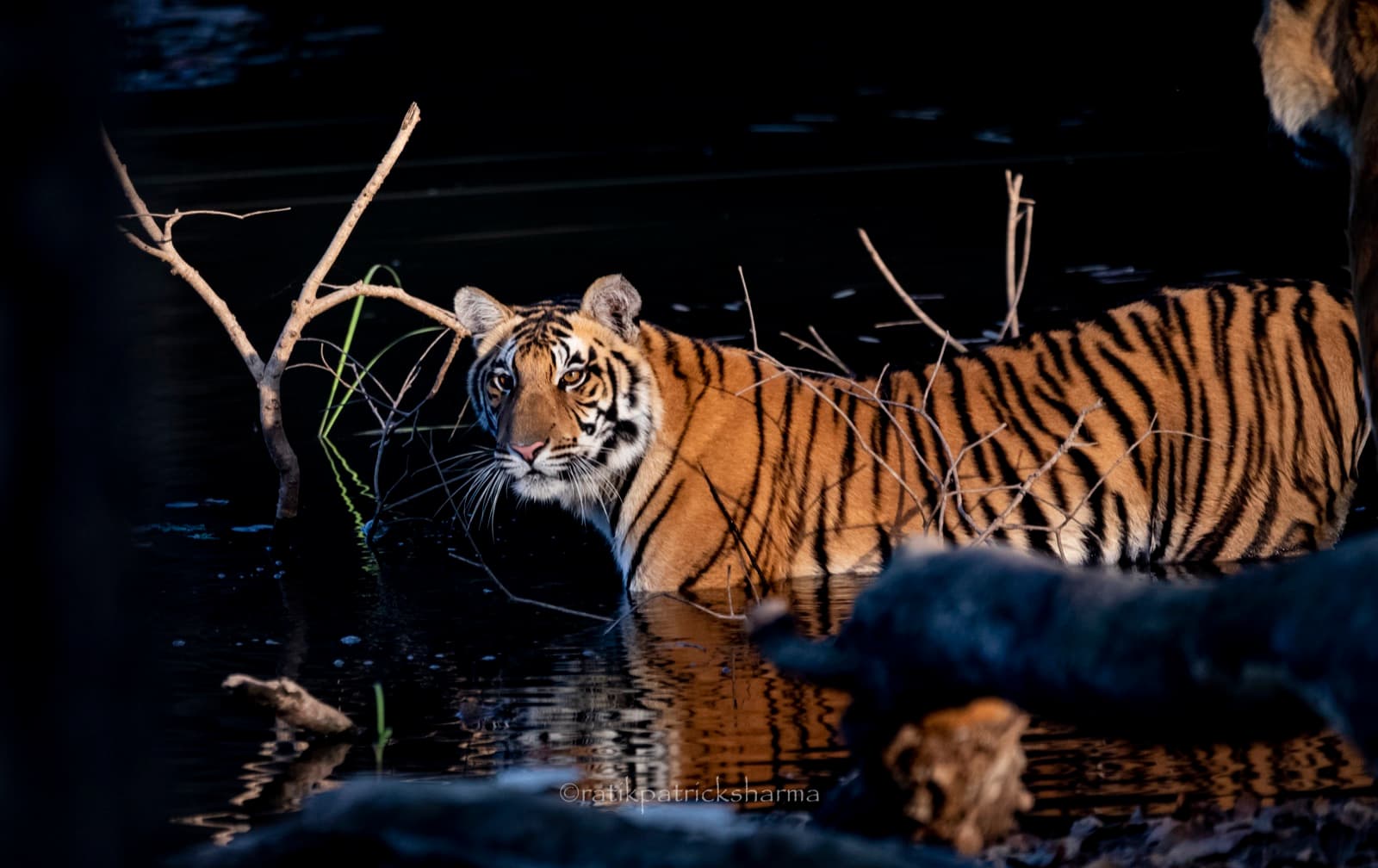 Leopard resting on a tree branch in dappled light