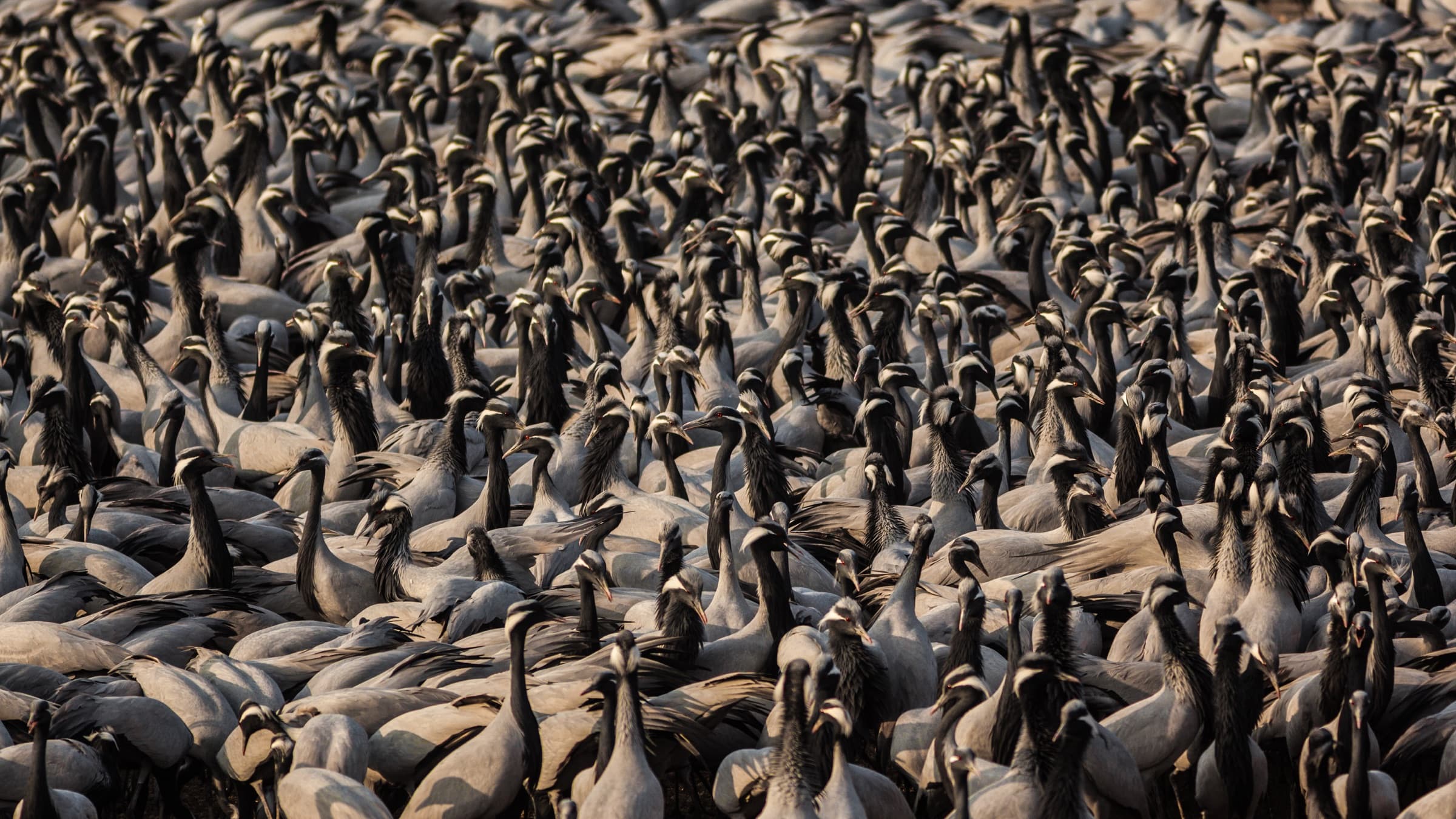 Herd of zebras crossing golden grasslands