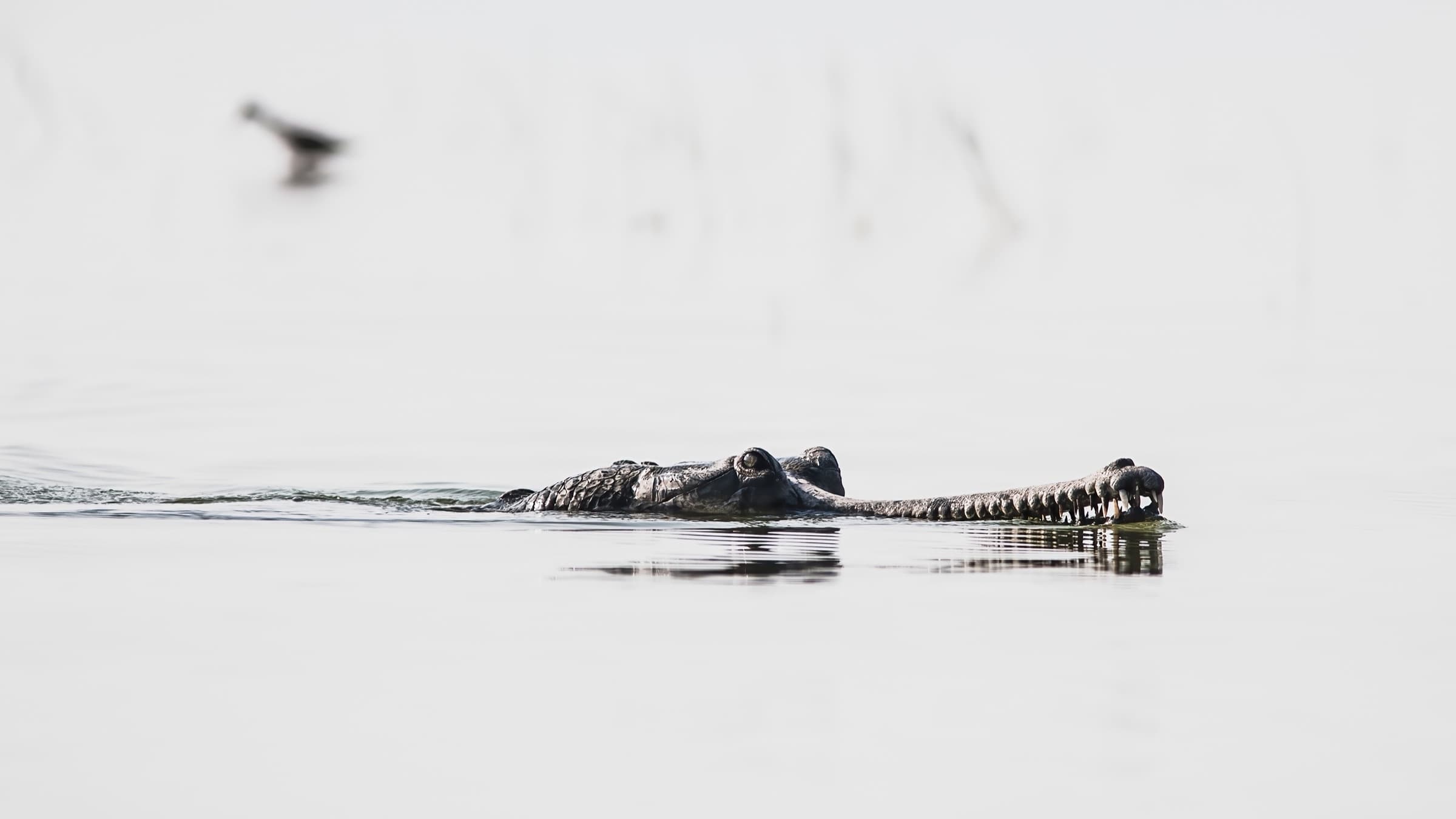 Bengal tiger emerging from tall grass at dusk