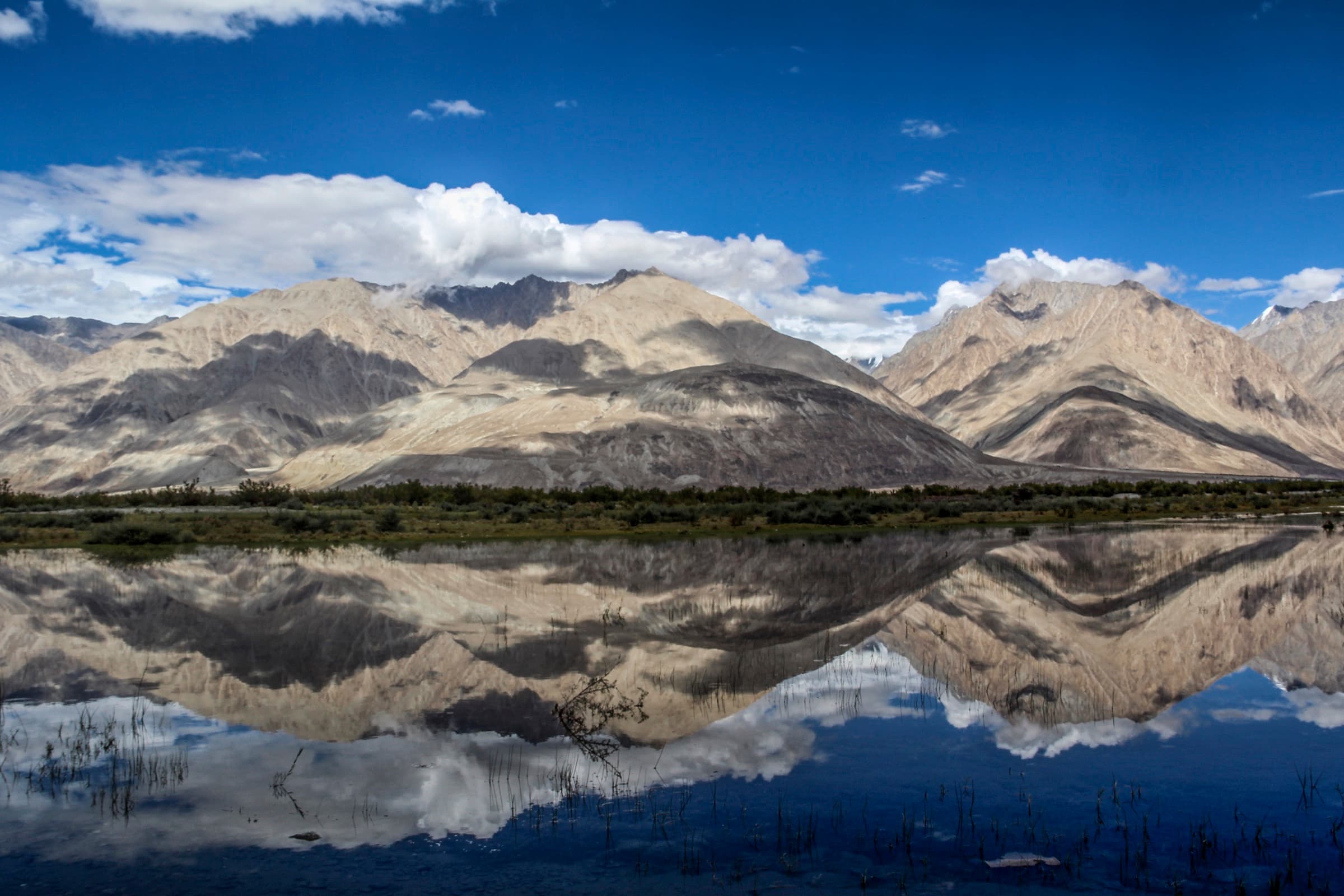 Elephants walking across the grassland at sunrise