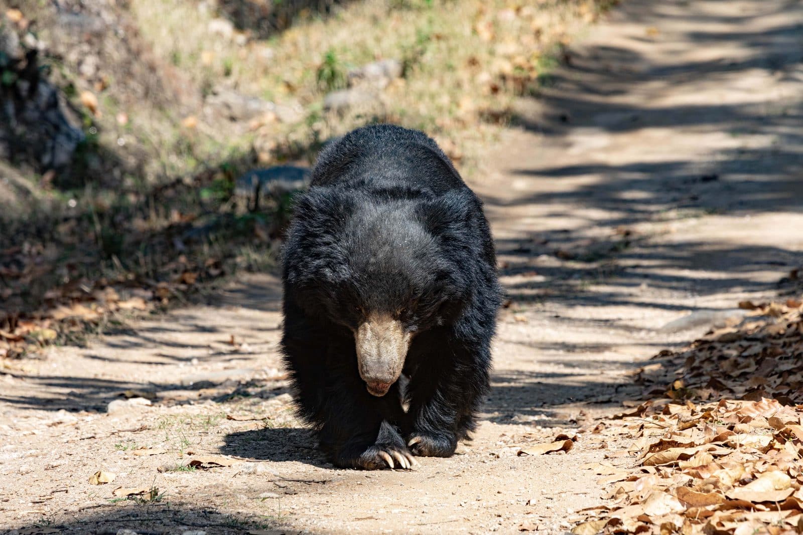 Forested hillside at first light where sloth bears forage