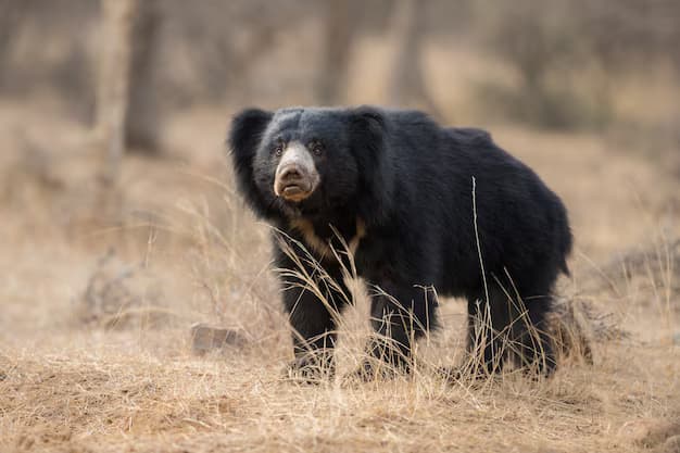 Forested hillside at first light where sloth bears forage
