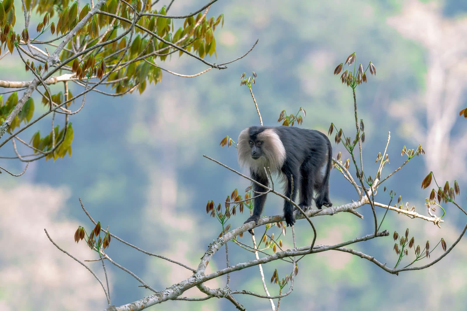 Mist rising through the shola forests of the Western Ghats