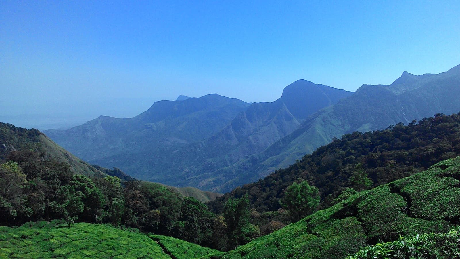 Mist rising through the shola forests of the Western Ghats