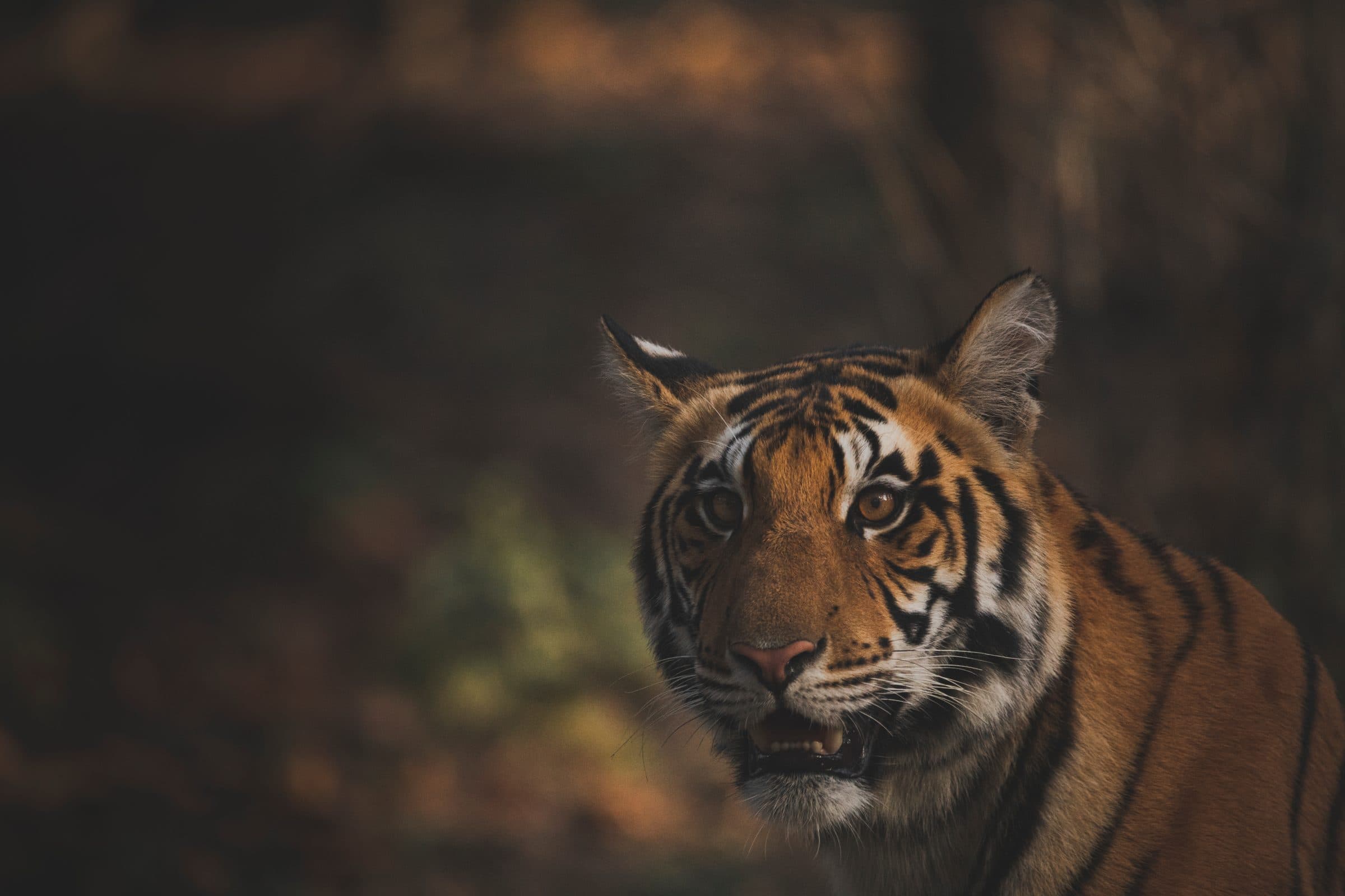 Bengal tiger walking through tall golden grass at dusk